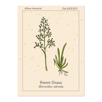 Sweet or holy grass Hierochloe odorata , aromatic and medicinal plant