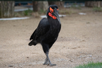 Portrait of Southern Ground Hornbill (Bucorvus leadbeateri)