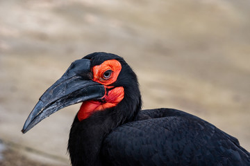 Portrait of Southern Ground Hornbill (Bucorvus leadbeateri)