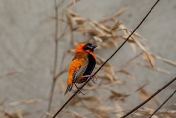 Wild southern red bishop or Euplectes orix . Wildlife photo