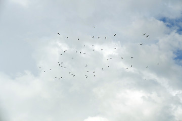 Storks circle in the sky at the end of the summer. They're about to fly to the South.