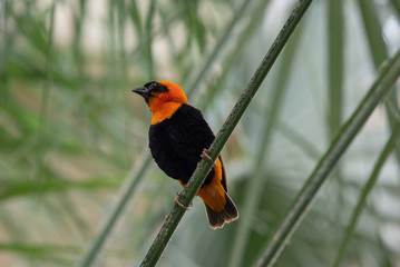 Wild southern red bishop or Euplectes orix . Wildlife photo