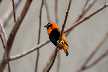 Wild southern red bishop or Euplectes orix . Wildlife photo