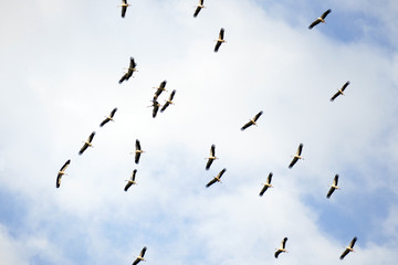 Storks circle in the sky at the end of the summer. They're about to fly to the South.