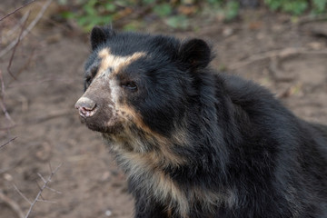 Close up portrait of Andean bear (Tremarctos ornatus), also known as the spectacled bear