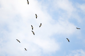 Fototapeta premium Storks circle in the sky at the end of the summer. They're about to fly to the South.