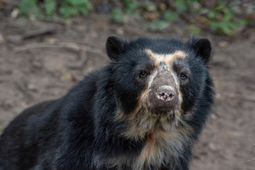 Close up portrait of Andean bear (Tremarctos ornatus), also known as the spectacled bear