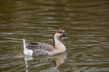 Portrait of swan (Chinese) goose. Wildlife photo