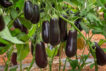 Eggplant F1 Hybrid growing in a plastic tunnel