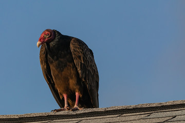 Vultures in Everglades National Park in Florida, U.S.