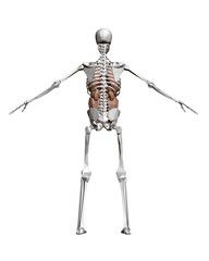 Human skeleton with organs