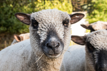 Kopf eines Schafes