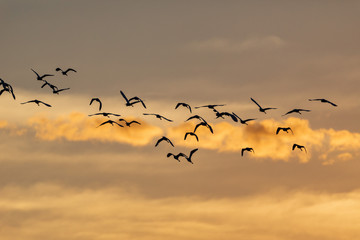 Birds in Everglades National Park in Florida, U.S.
