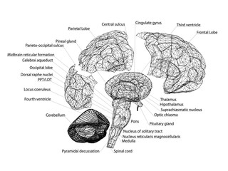 Structure of the human brain