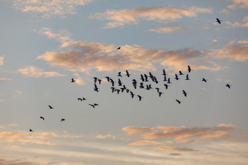 A flock of seabirds flying in the sunrise in Everglades National Park in FlorIda, U.S.