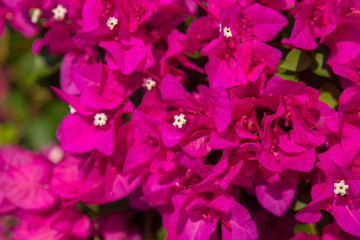Obraz na płótnie Canvas Bougainvillea pink shrub flowers closeup at Alanya. Turkey.