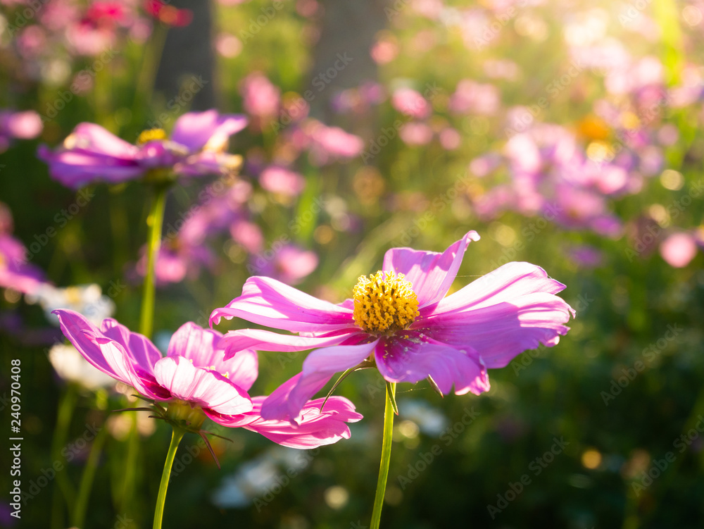Wall mural beautiful cosmos in the garden