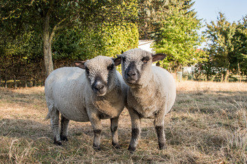 zwei Schafe schauen auf der Wiese