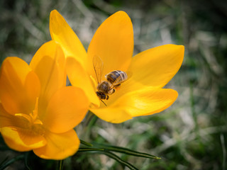 Biene beim Sammeln von Nektar an einer gelben Krokus-Blüte © josibeisert
