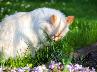 Katze beim Fressen von Gras im Sonnenschein