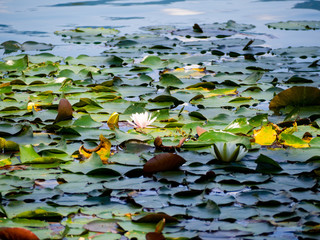 Beautiful blooming water lily, close up view, on the water of Lake Bled in Slovenia, summer, European travel