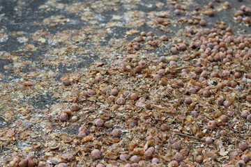 潰れている道端の銀杏