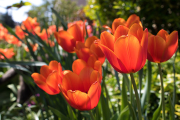 Tulpen im Garten