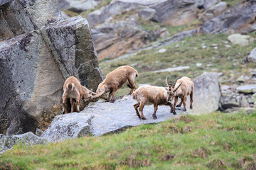 stambecchi nel parco nazionale del Gran Paradiso