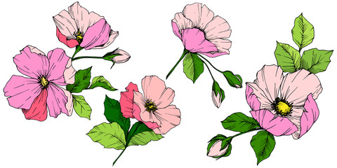 Vector Pink rosa canina. Floral botanical flower. Engraved ink art. Isolated rosa canina illustration element.