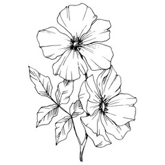 Vector Rosa canina flower. Black and white engraved ink art. Isolated rosa canina illustration element.