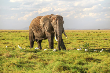 Fototapeta premium African bush elephant (Loxodonta africana) waliking in low savanna grass, white heron birds around on ground.