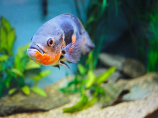 Tigor Oscar Fish