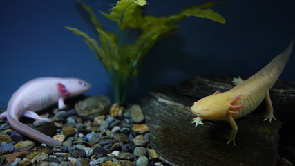 Two Axolotl in Aquarium