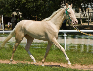 Portrait of akhal-teke horse