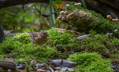 Finch Bird autumn Europe