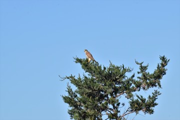 wild eagle in nature