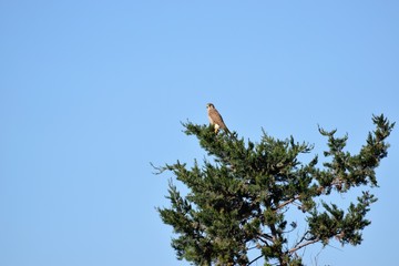 wild eagle in nature