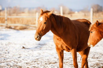 winter red horse running under snow on a sunny day