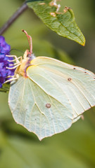 Smartphone HD wallpaper of macro of Brimstone butterfly on flower