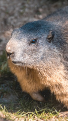 Smartphone HD wallpaper of portait of a cute groundhog