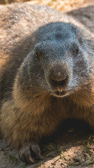 Naklejka premium Smartphone HD wallpaper of portait of a cute groundhog