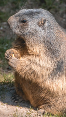 Smartphone HD wallpaper of portait of a cute groundhog