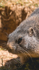 Smartphone HD wallpaper of portait of a cute groundhog