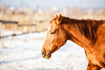 winter red horse running under snow on a sunny day