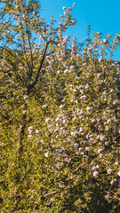 Fototapeta na wymiar Smartphone HD wallpaper of beautiful view near Bergen - Bavaria - Germany