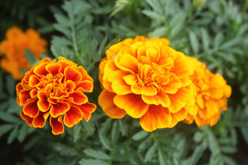 Yellow Carnation Flowers