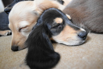 昼寝するミニチュアダックスの子犬