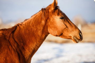 winter red horse running under snow on a sunny day