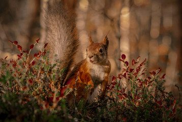 Autumn 