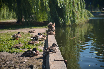 ducks on the lawn near the pond